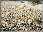 foto Flora e la fauna della Isole Galapagos